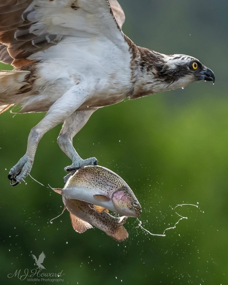 Когда рыбалка удалась