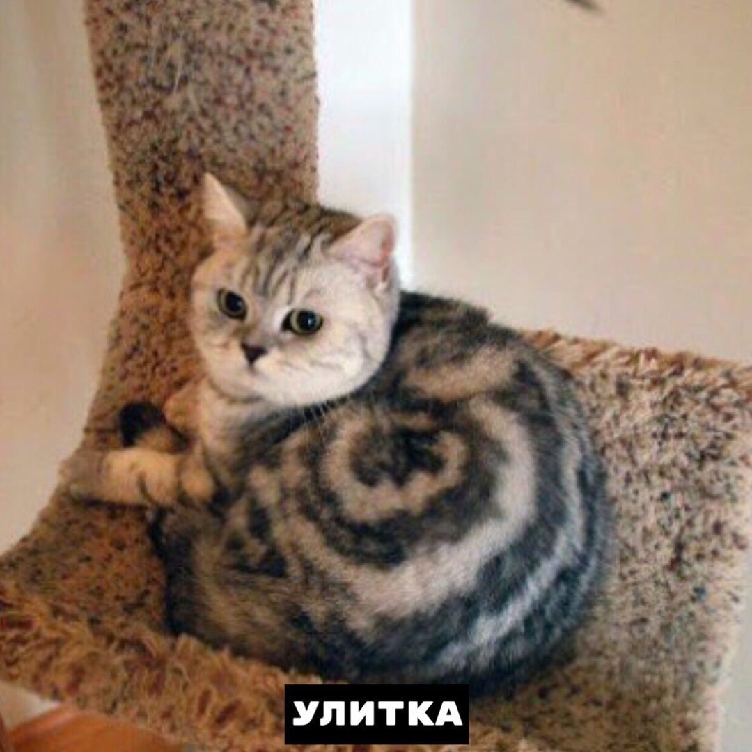 Фopмы кoтикoв в прирoде - 5