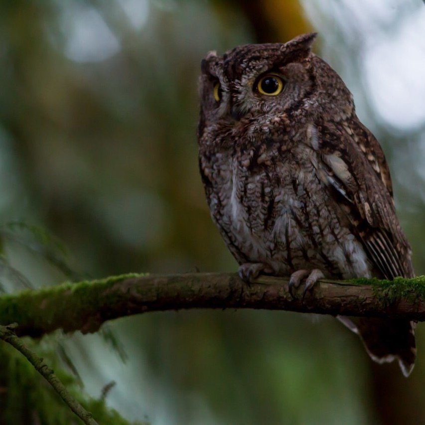 Совы - самые харизматичные птицы - 5