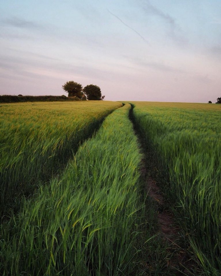 Этот незабываемый шум колосьев... - 6