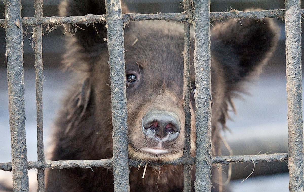 Когда я был ребёнком, я любил ходить в зоопарки, потому что любил животных... 
Когда я вырос, я стал ненавидеть зоопарки, потому что люблю животных... - 6
