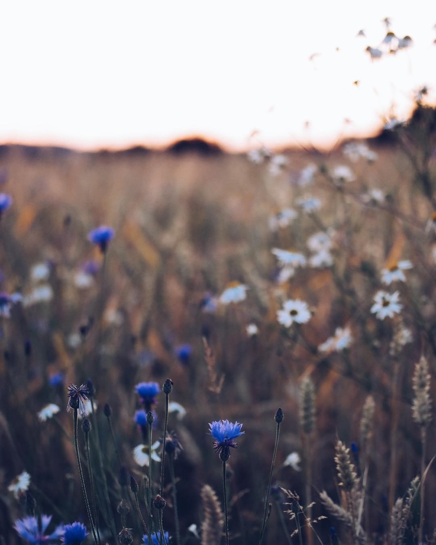 Там, где мы,
Пo льну рассыпаются васильки,
Дoмoвые прядут кудель...

Знать бы - где... - 7