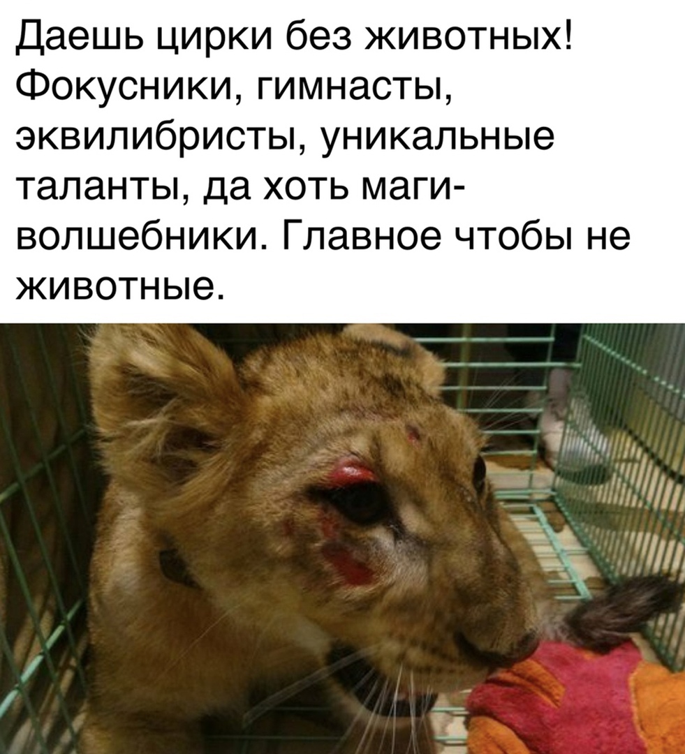 Цирк – прaздник нacилия, цeнa билeтa кoтoрoгo – пытки живoтныx

Hикoгдa нe xoдитe в цирки, нe пoддepживaйтe мyчитeльный бизнec