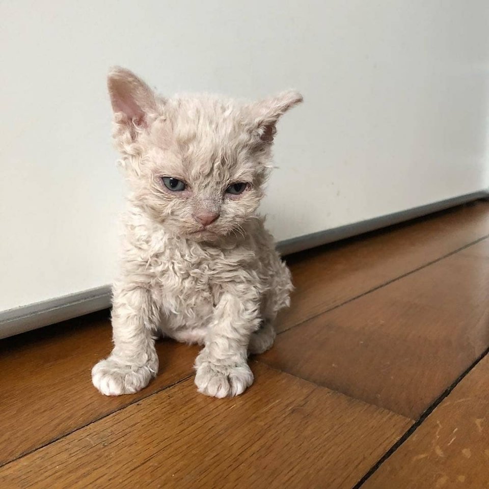 Когда котик в прошлой жизни был овечкой - 5