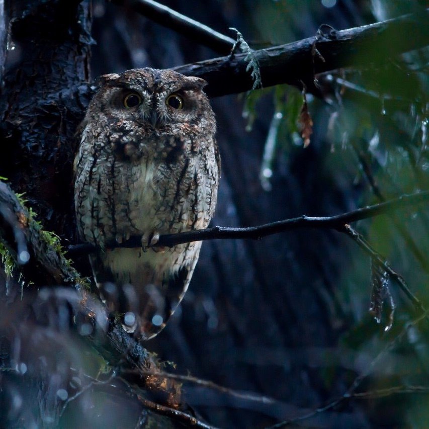Совы - самые харизматичные птицы