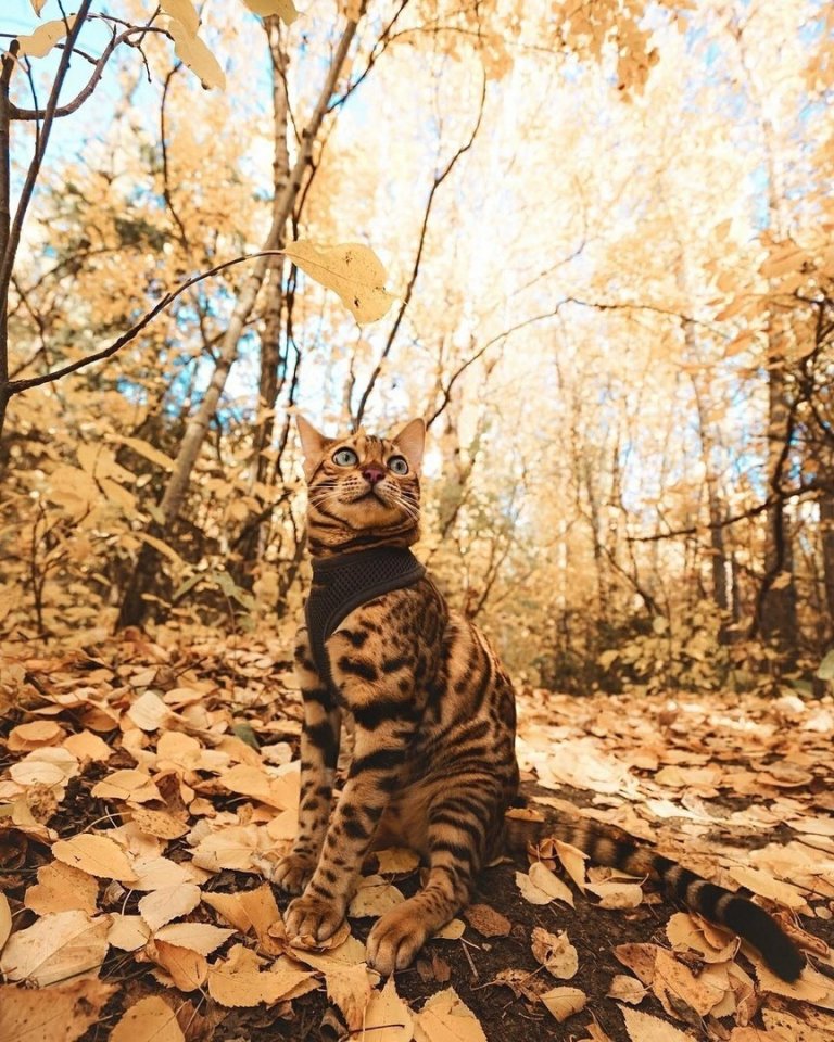 Никто ни от чего не застрахован!
От счастья этой ОСЕНЬЮ... например!