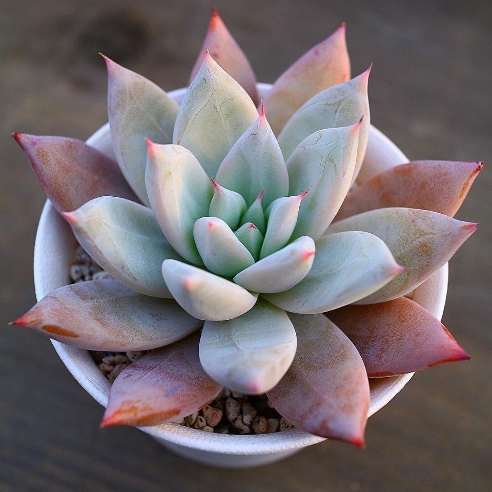 Суккуленты - словно розы из камня - 9