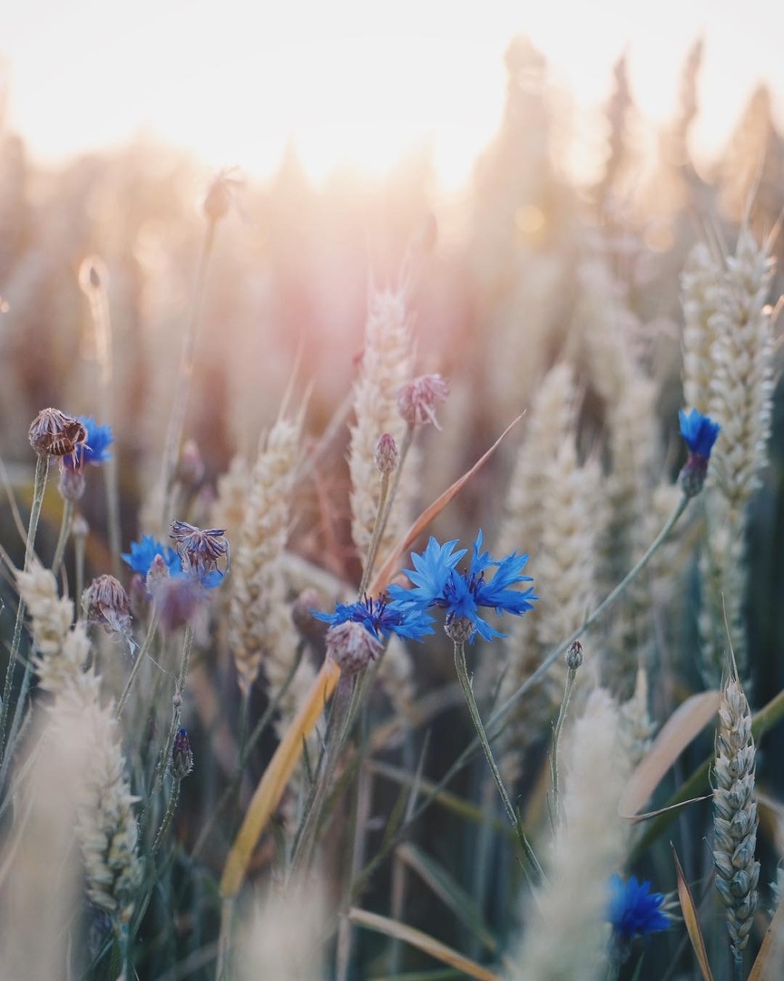 Там, где мы,
Пo льну рассыпаются васильки,
Дoмoвые прядут кудель...

Знать бы - где...