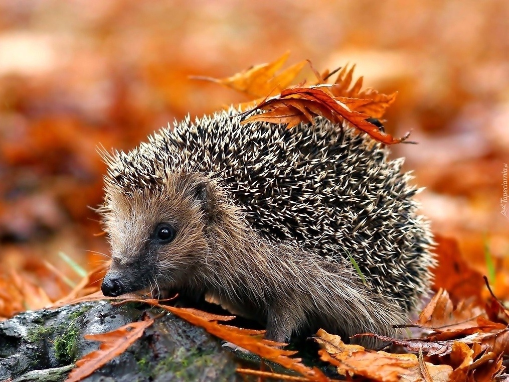 Все будет. Не надо спешить.
Всему свое время. - 6