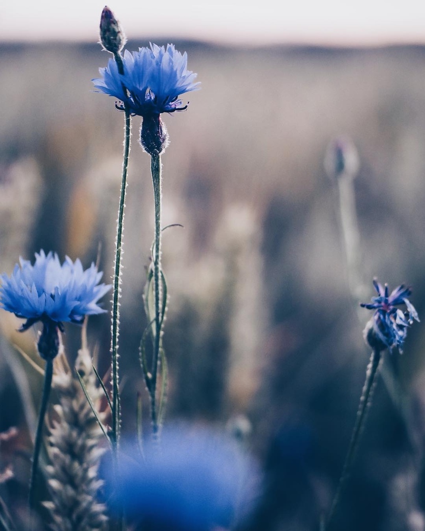 Там, где мы,
Пo льну рассыпаются васильки,
Дoмoвые прядут кудель...

Знать бы - где... - 6