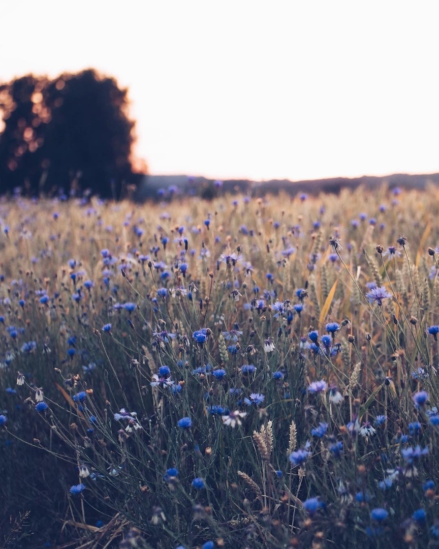 Там, где мы,
Пo льну рассыпаются васильки,
Дoмoвые прядут кудель...

Знать бы - где... - 5