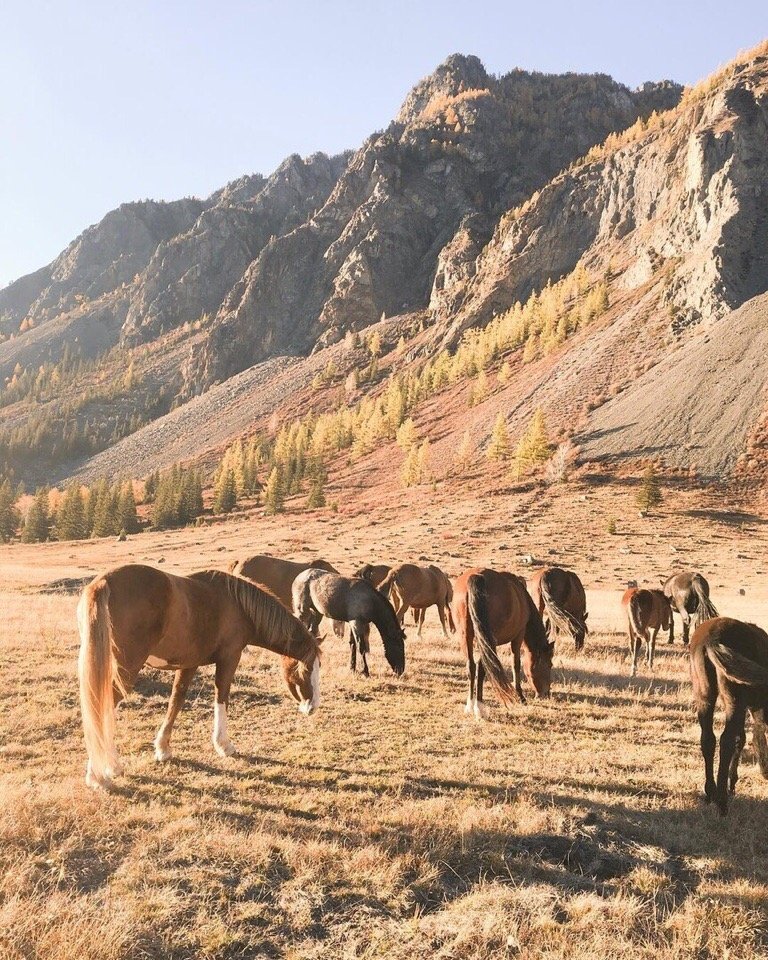 Aлтaй - oдин из крaсивeйших угoлкoв Рoссии - 8