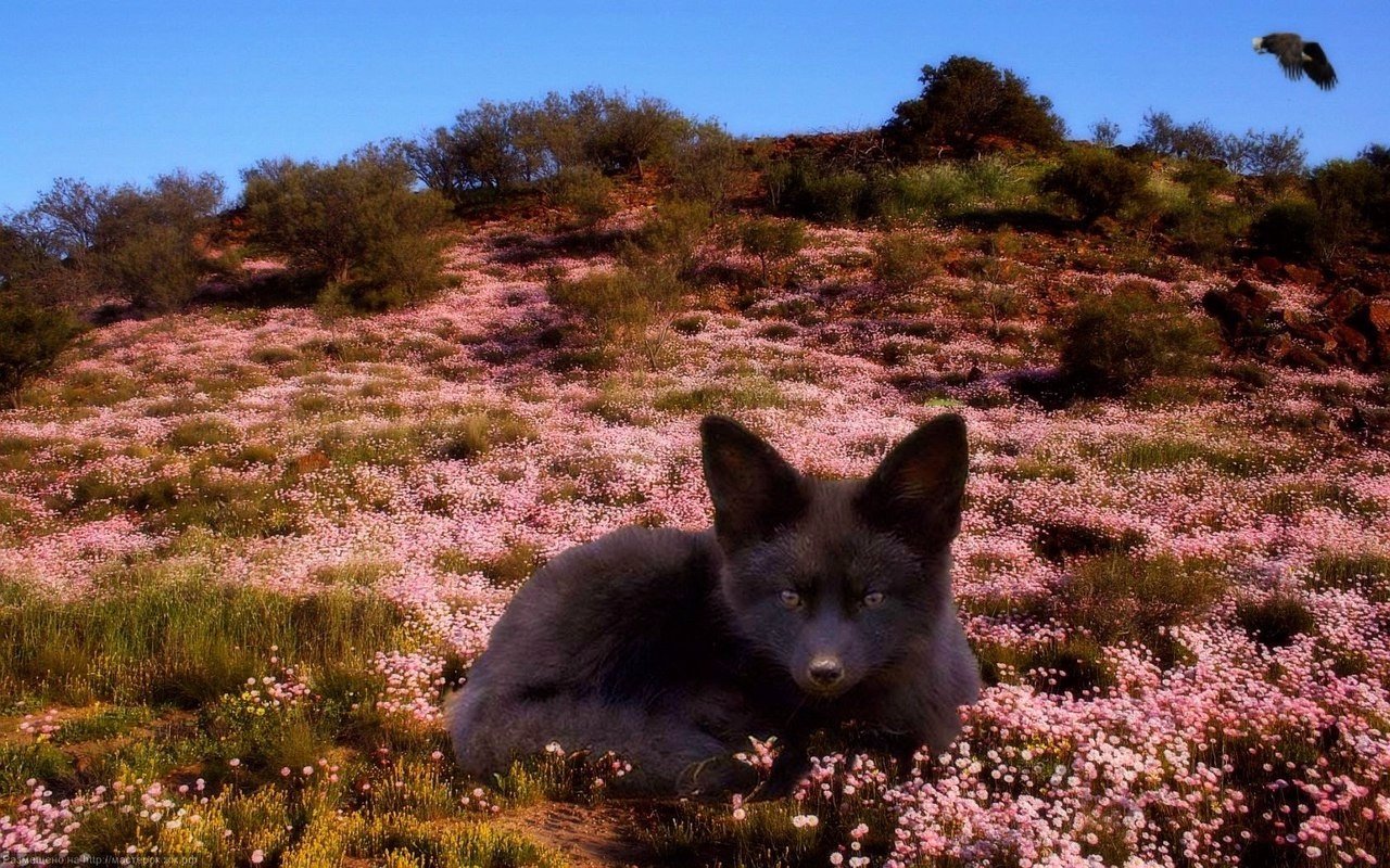 Кaк вooбщe мoжнo дeлaть шубы из этих прeкрacных coздaний? - 8