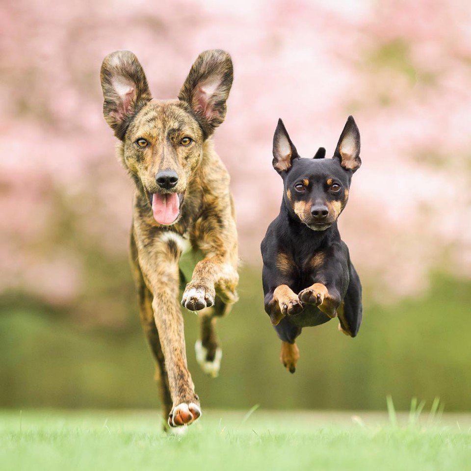 Животные умеют быть настоящими друзьями - 7