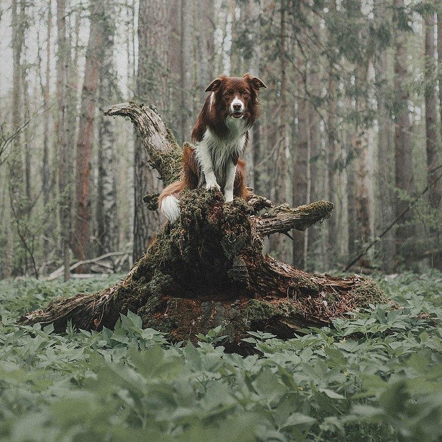 Разве можно прожить всю жизнь вот так, без с��баки? - 5