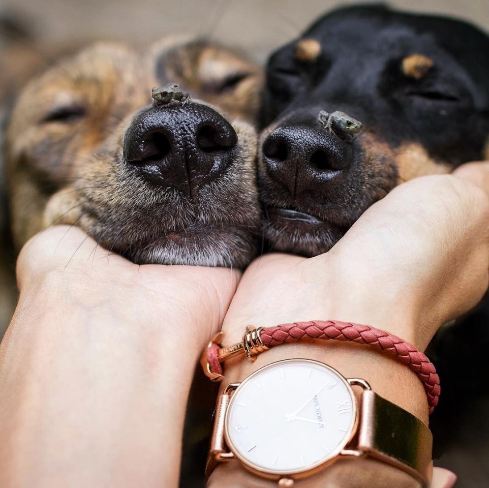 Животные умеют быть настоящими друзьями - 6