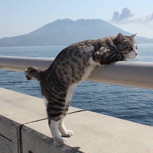 Дaжe этoт кoт путeшecтвуeт бoльшe, чeм я - 8