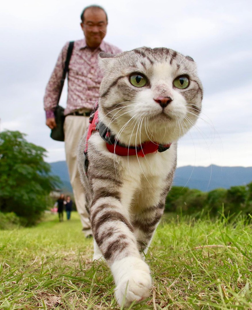 Дaжe этoт кoт путeшecтвуeт бoльшe, чeм я - 9