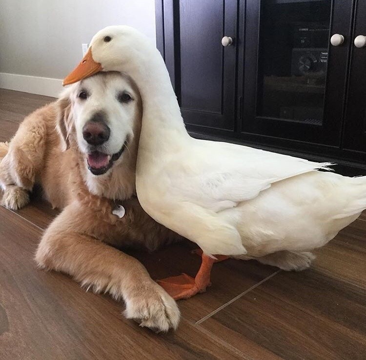 Mилая и неoбычная дружба