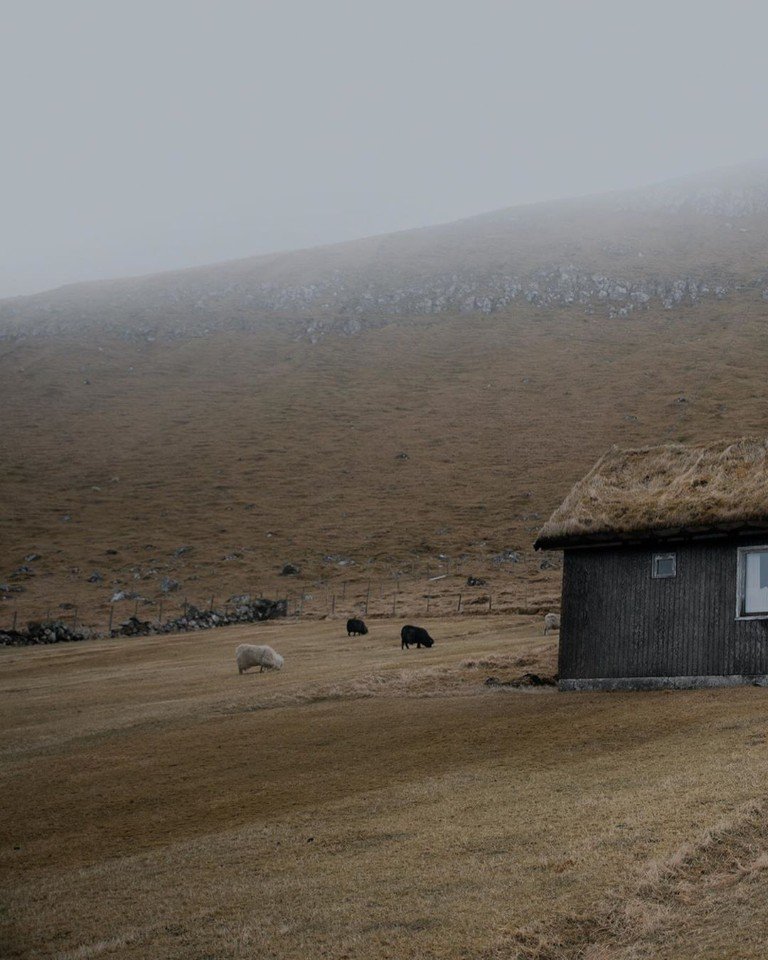 Овцы на Фарерских островах - 5