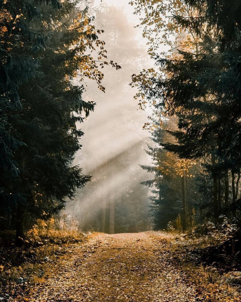 Краски осени в финских лесах - 8