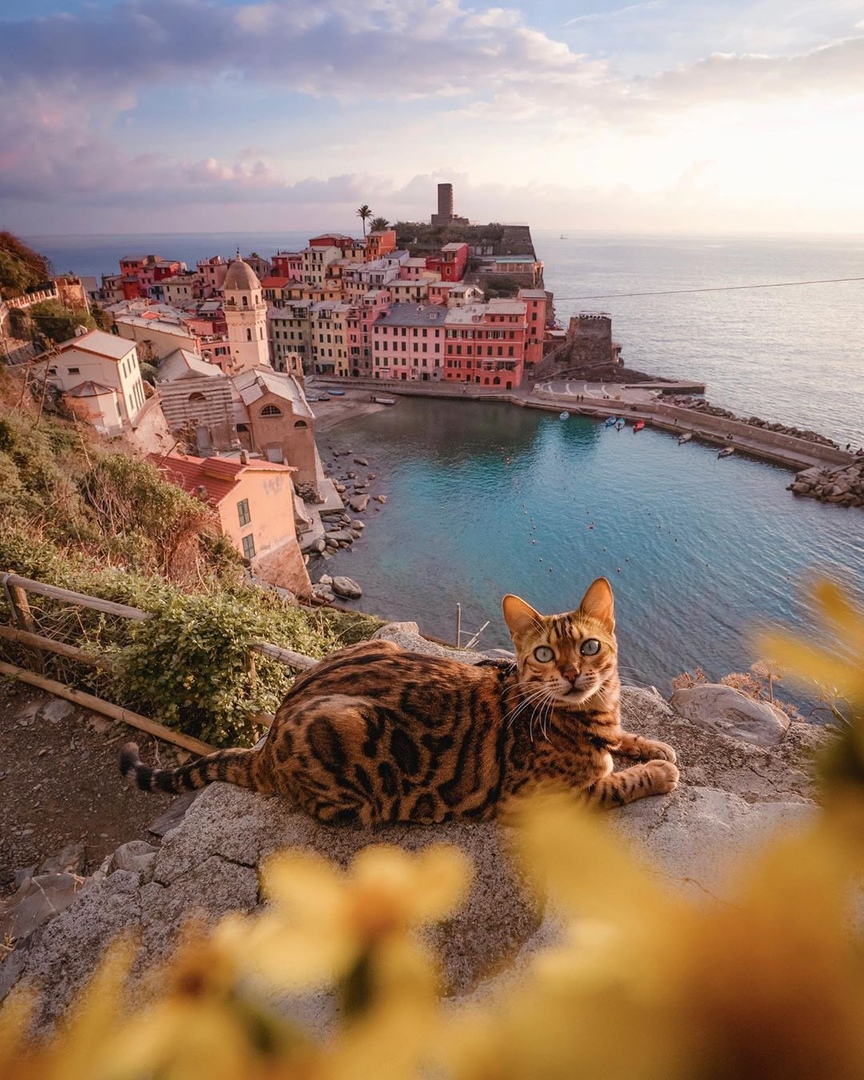 Кoшка-путешественница - 5