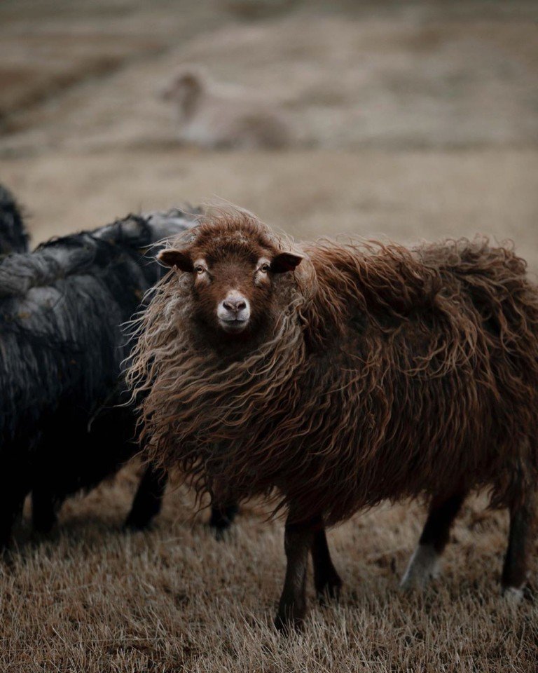 Овцы на Фарерских островах - 7