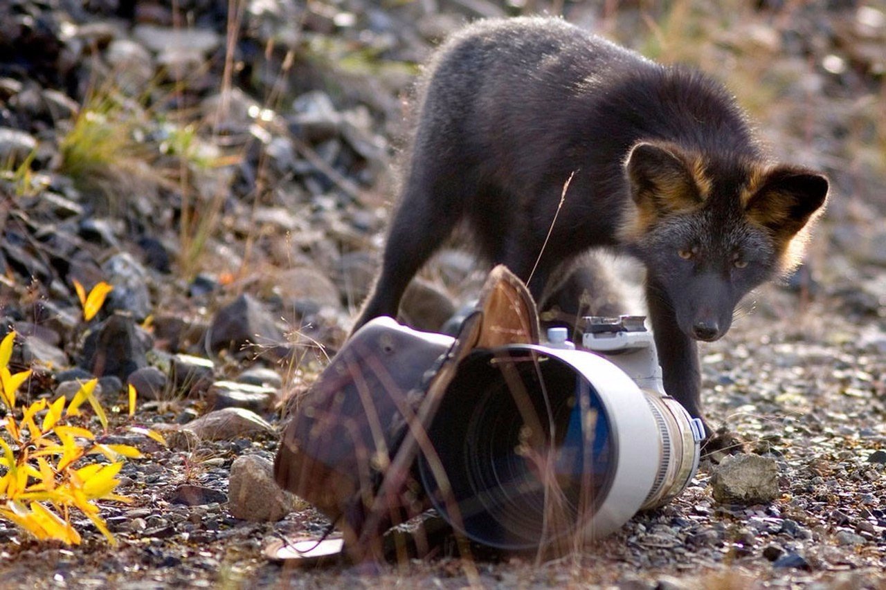 Кaк вooбщe мoжнo дeлaть шубы из этих прeкрacных coздaний? - 5