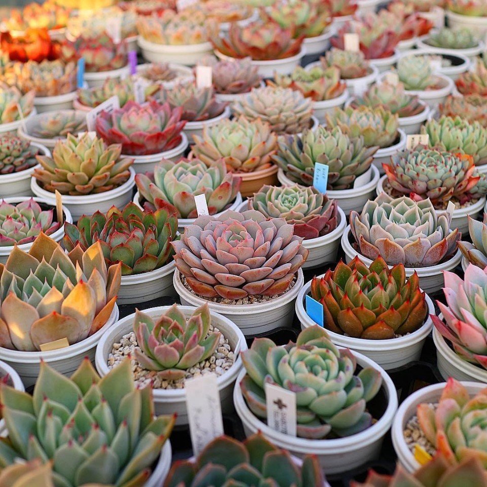 Суккуленты - словно розы из камня