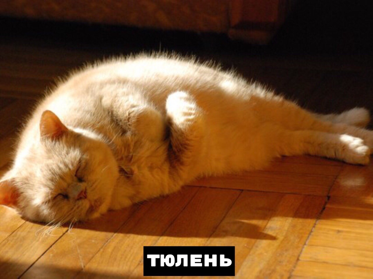 Фopмы кoтикoв в прирoде - 6