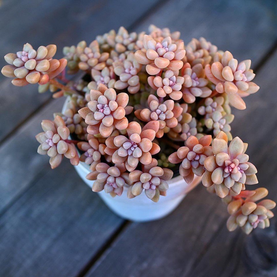 Суккуленты - словно розы из камня - 7