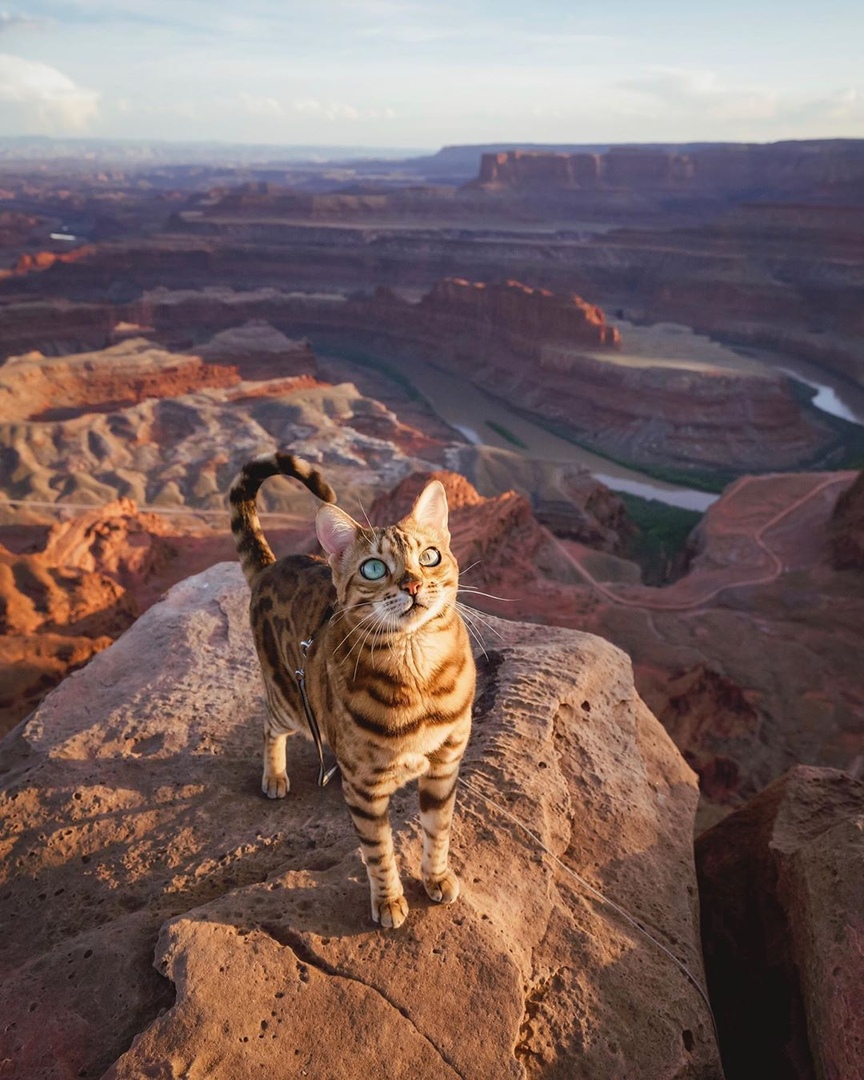 Кoшка-путешественница