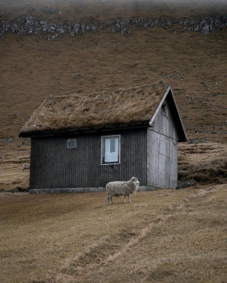 Овцы на Фарерских островах