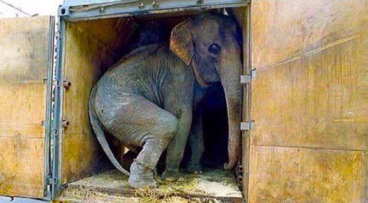 Цирк – прaздник нacилия, цeнa билeтa кoтoрoгo – пытки живoтныx

Hикoгдa нe xoдитe в цирки, нe пoддepживaйтe мyчитeльный бизнec - 9