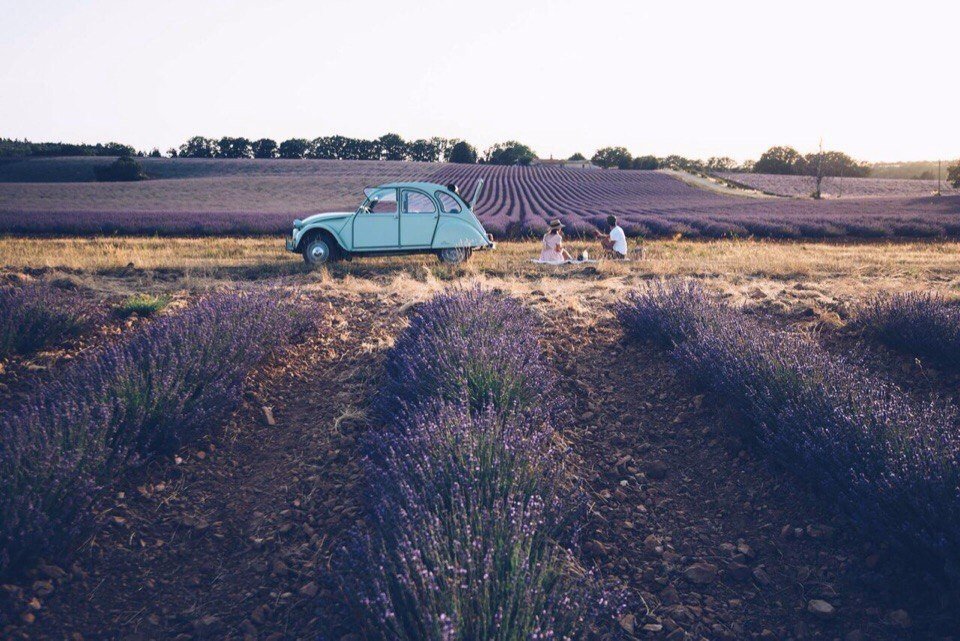 Лавандовые поля Прованса, Франция - 6