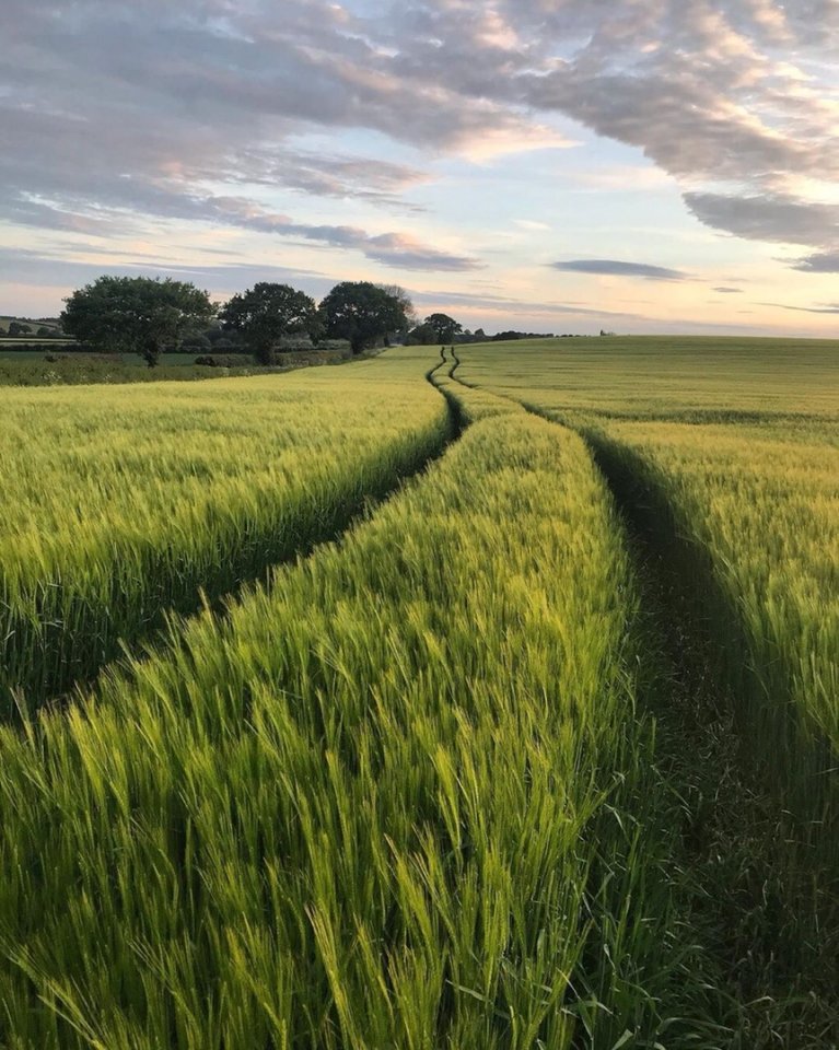 Этот незабываемый шум колосьев...