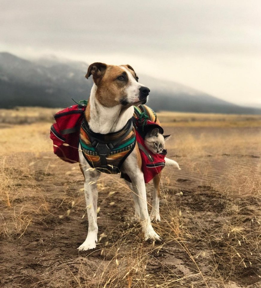 Друзья-путешественники - кот Балу и пёс Генри - 5