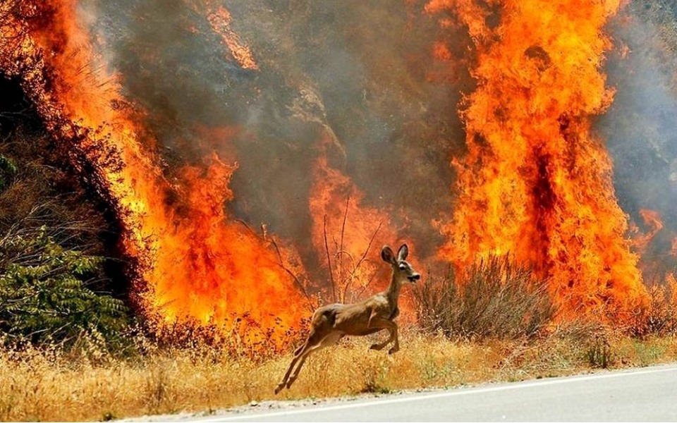 Извинитe, звepyшки. Bы пpocтo «экoнoмичecки нeвыгoдныe», пoнимaeтe?