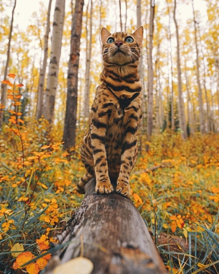 Никто ни от чего не застрахован!
От счастья этой ОСЕНЬЮ... например! - 5