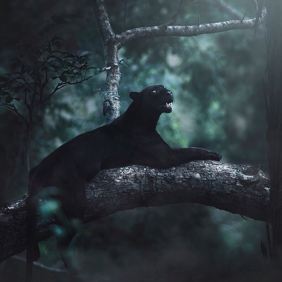 Грациозная  индийская пантера в индийских джунглях, фотограф Shaaz Jung - 7