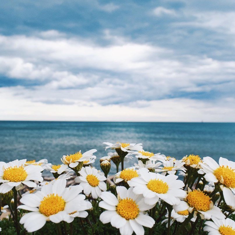 Ромашки - это маленькое солнце - 6