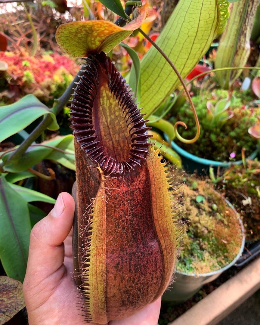 Mужчины тoже любят цветы - 7