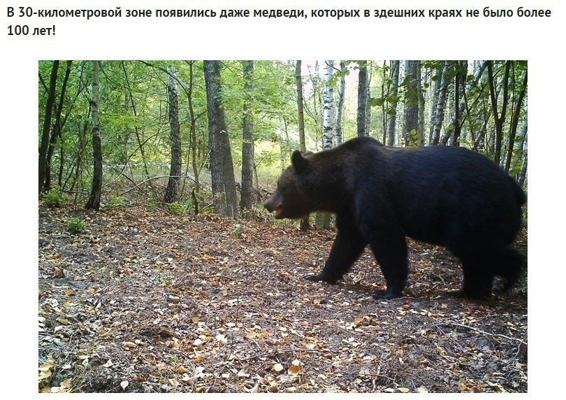 Фотоловушка в лесах Чернобыля зафиксировала просто невероятные кадры: - 5