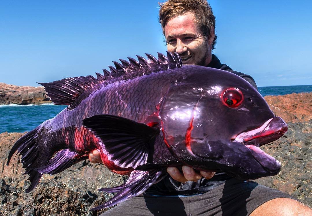 Вот таких ярких рыбок ловят н�� Японских островах. А потом - отпускают обратно - 5