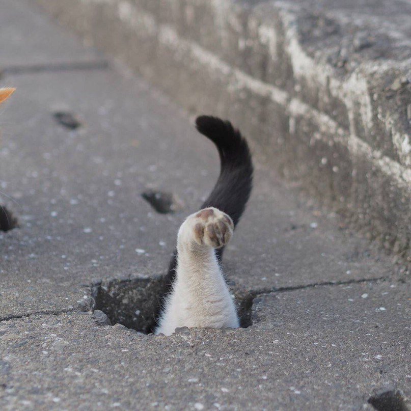 Уровень маскировки — кот - 6