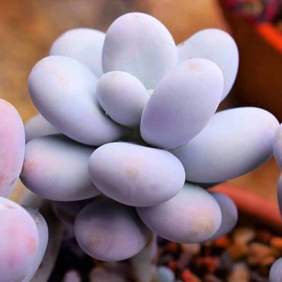 Суккуленты выглядят так будт�� прилетели из других галактик - 5