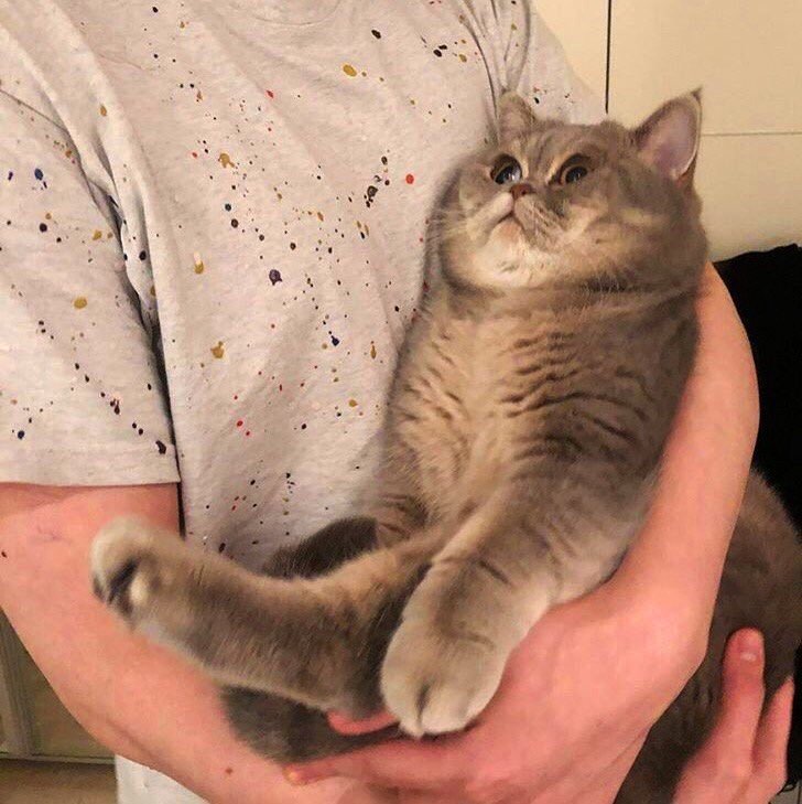 Когда берешь котейку на ручки: - 6