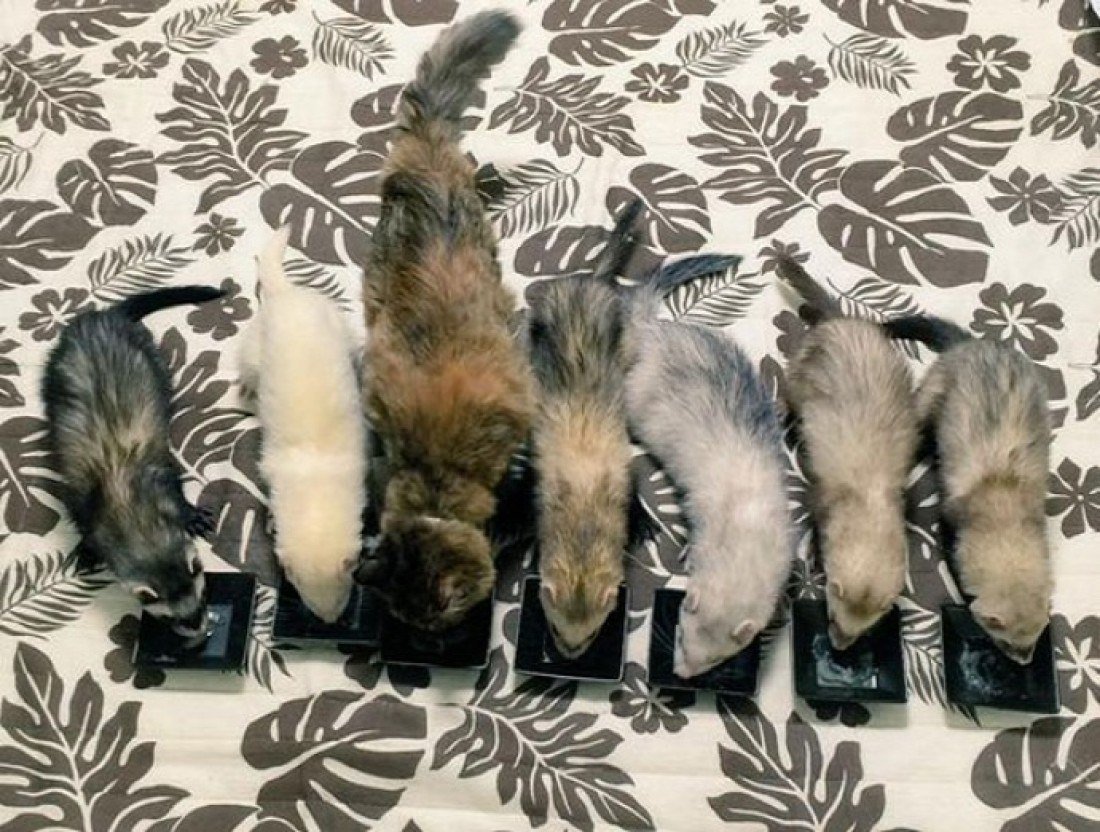 Брошенного котейку приютила ��ружная семейка хорьков, и он прекрасно себя чувствует: