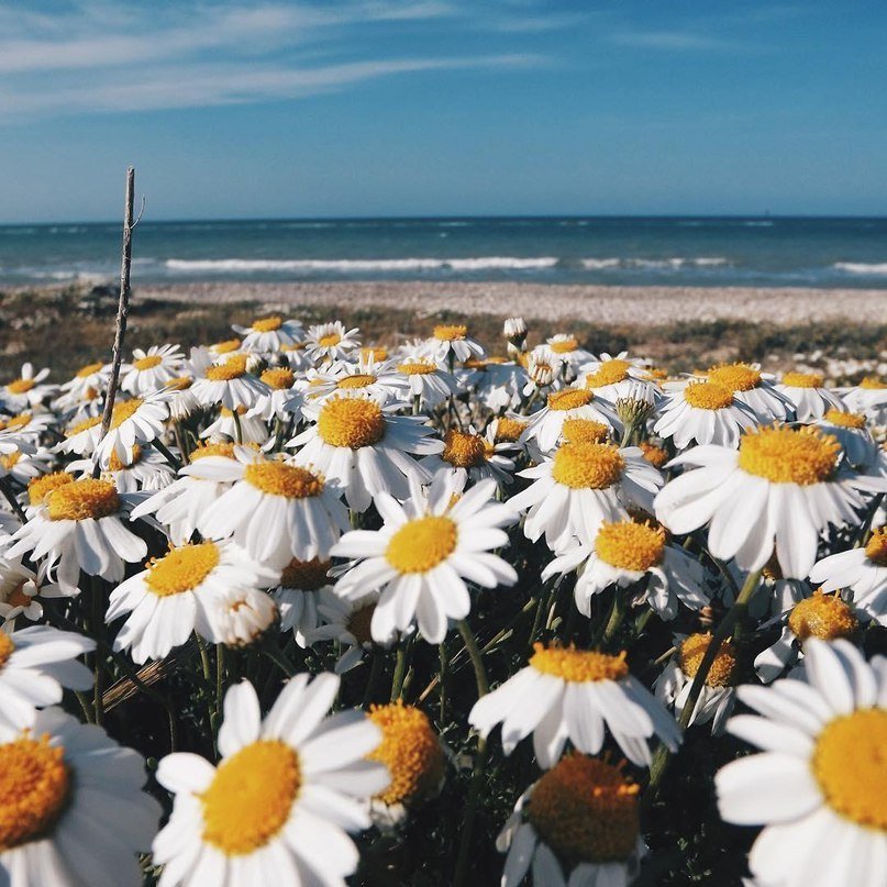 Ромашки - это маленькое солнце - 7