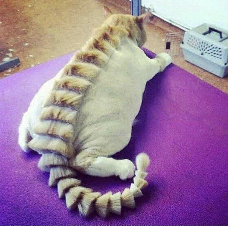 Фантазийные стрижки котов. Как считаете, такие стрижки - хорошо или плохо? - 7